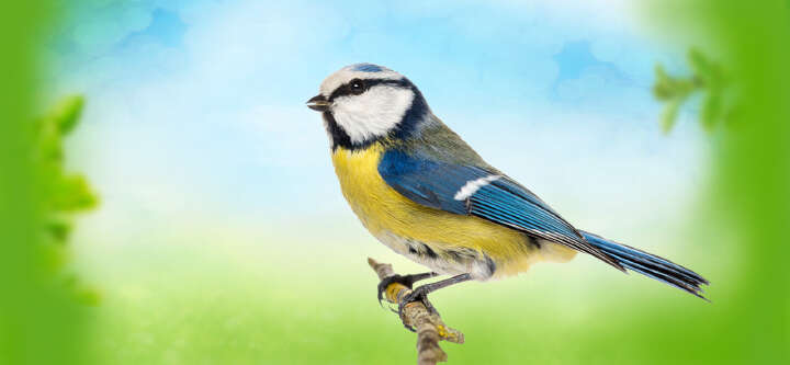 tierliebe wildvogelfutter themen e banner copy